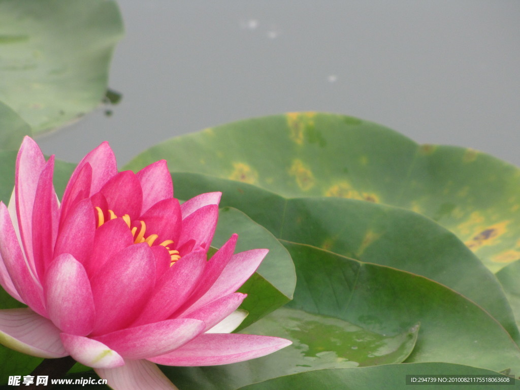 水莲花