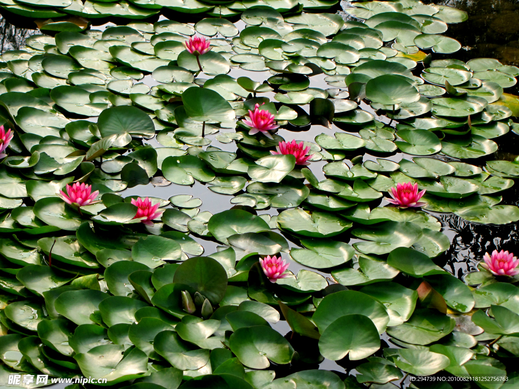 水莲花池