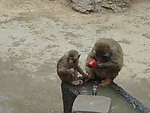 母子相依 猴子