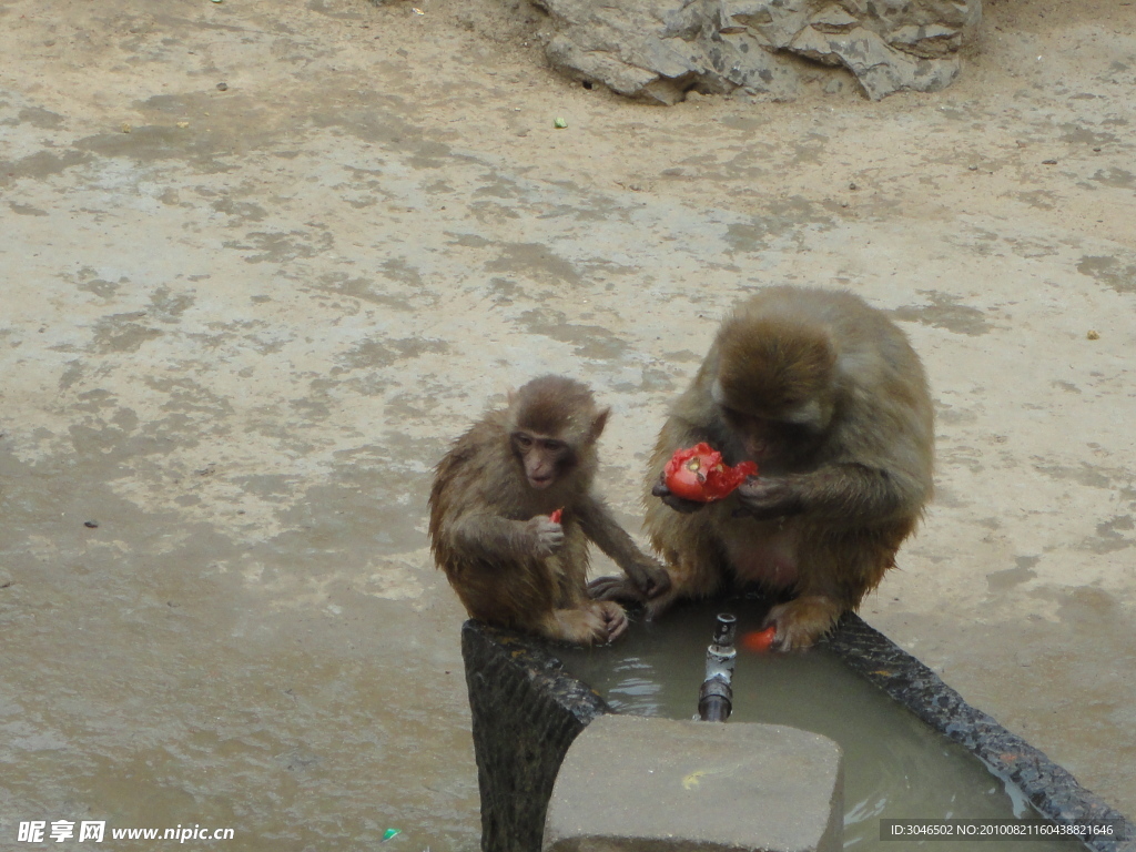 母子相依 猴子