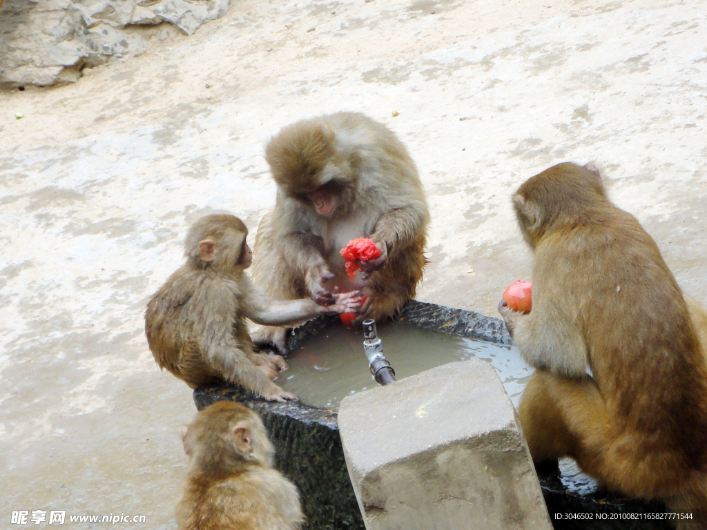 猴子 幸福一家亲