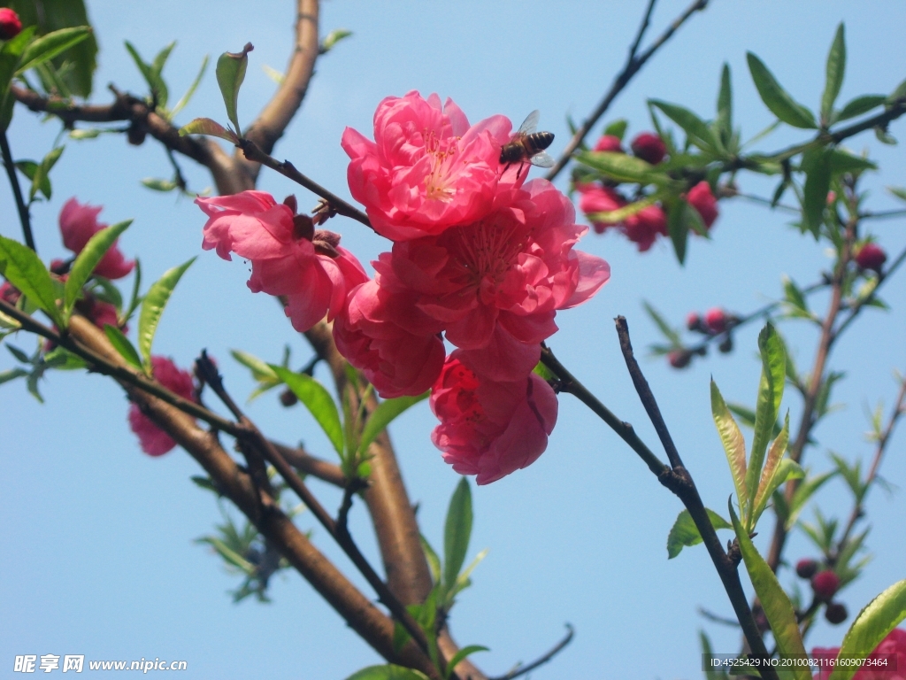 桃花