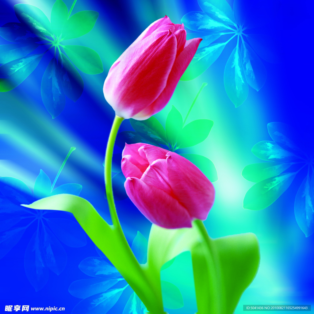 郁金香
