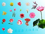 用花朵点缀生活