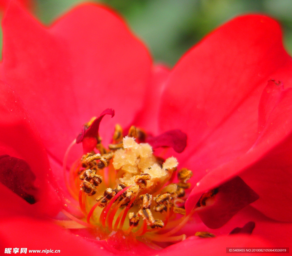 月季花花蕊