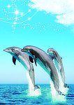 海豚表演