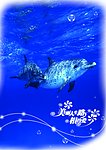 海洋海豚