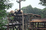 熊猫调情