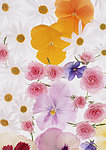 五颜六色的花朵