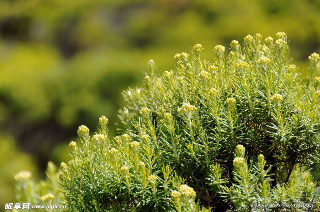绿色植物图片