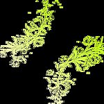 花边花纹