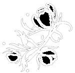 花边花纹