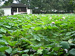 苏州天平山荷花池塘