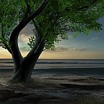 黄昏背景 大树 海洋
