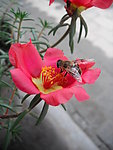 小花 蜜蜂