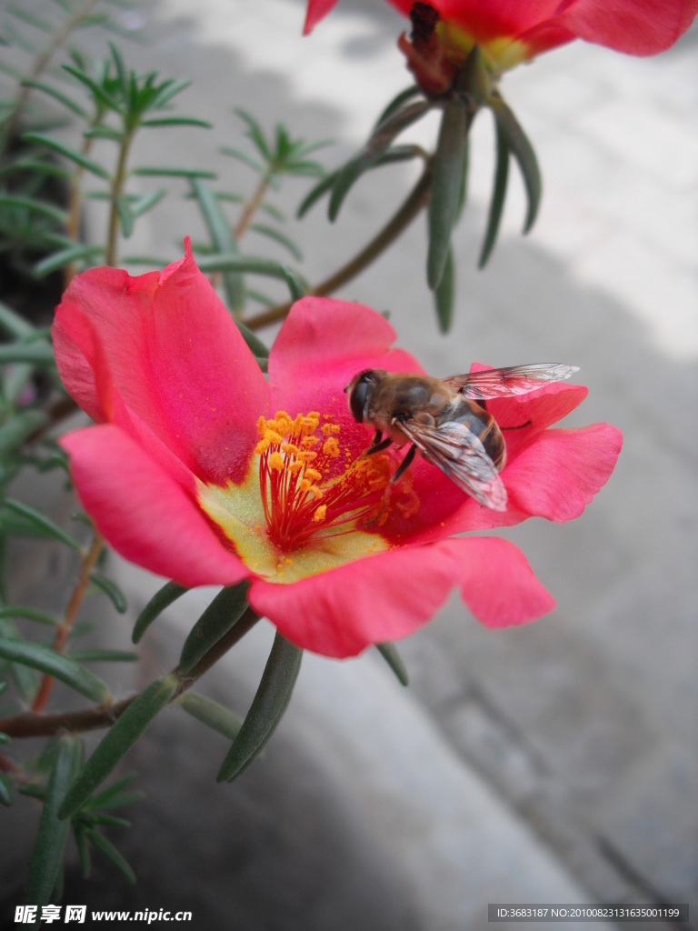 小花 蜜蜂
