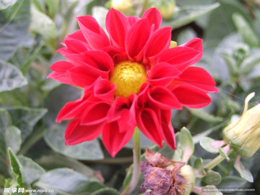 菊花
