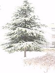 雪松
