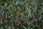 紫娟茶