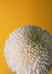 白菊花摄影图