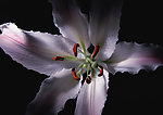 百合花