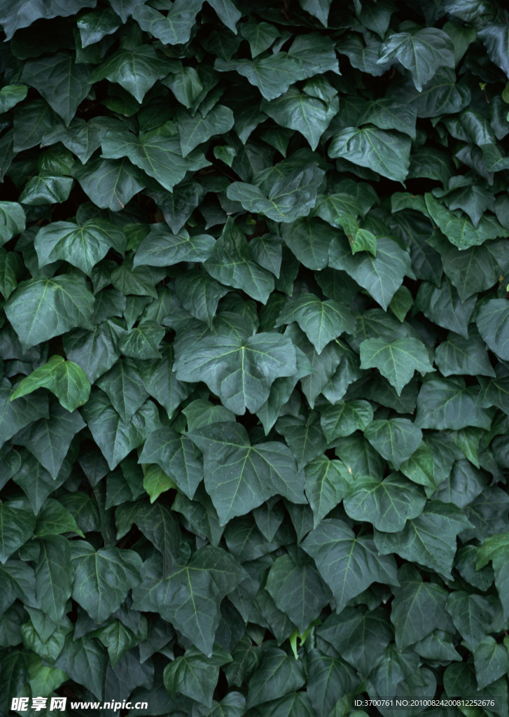 爬山虎