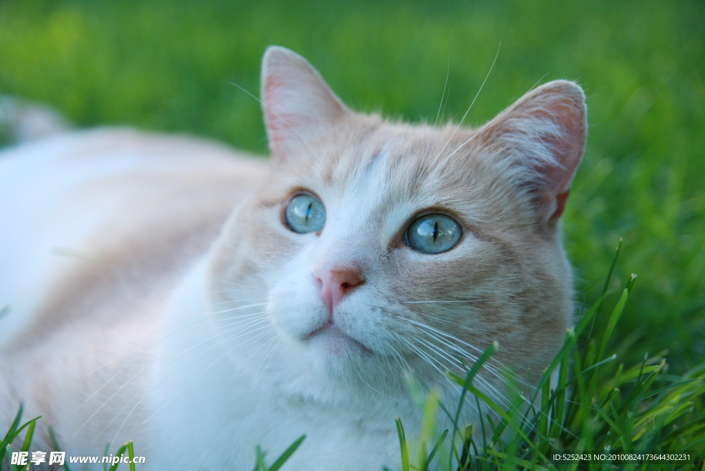 草地上的猫