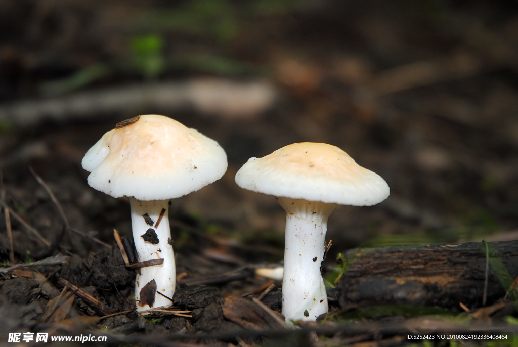 两朵白色的蘑菇