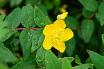 露珠下的黄色野花