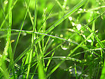 青草