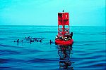 海上指明灯