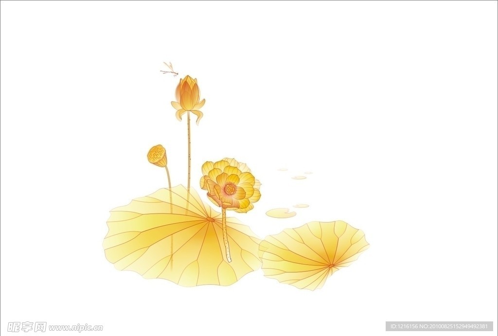 荷花