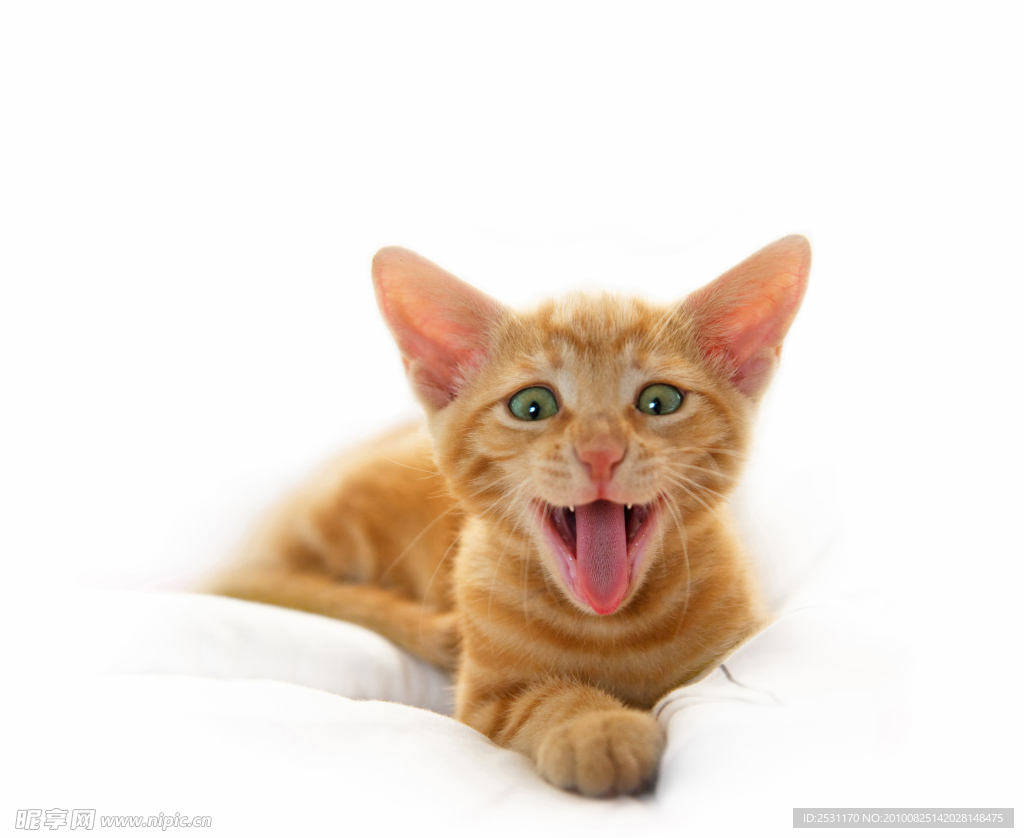 猫咪高清图片