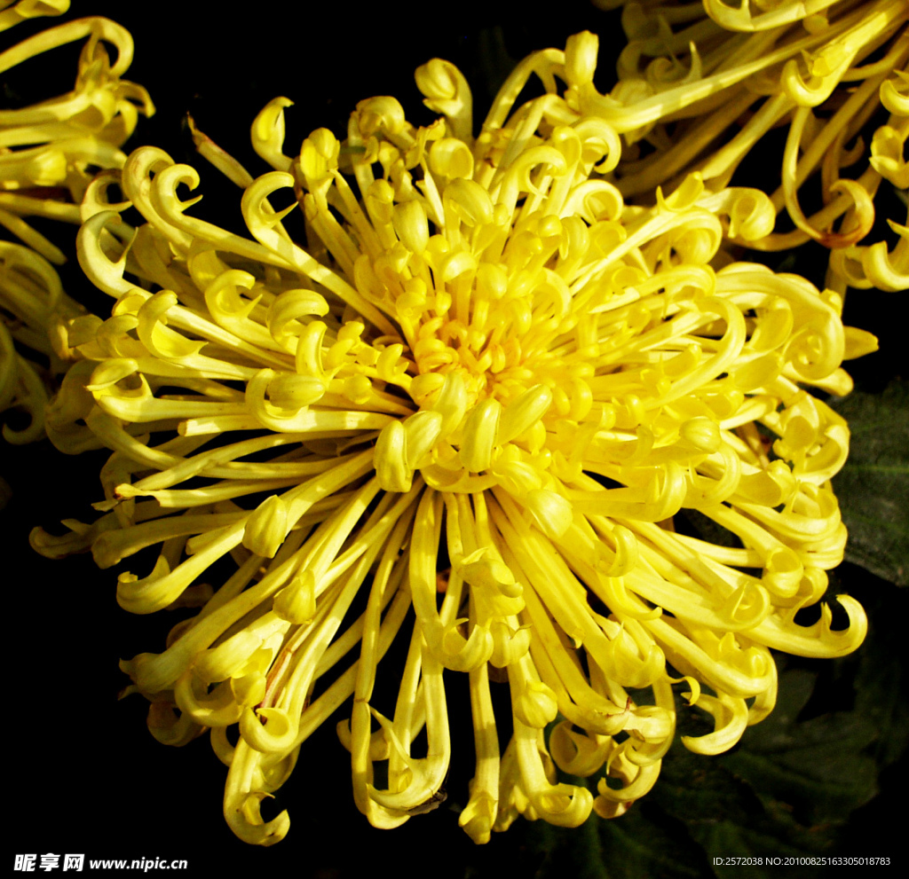 菊花