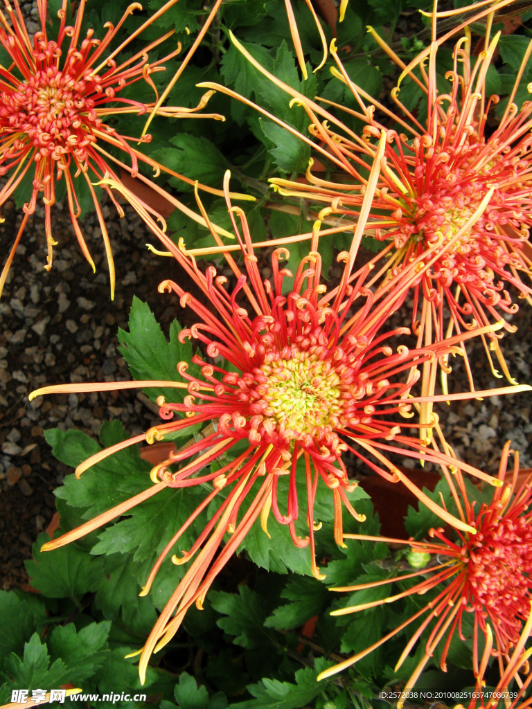 菊花