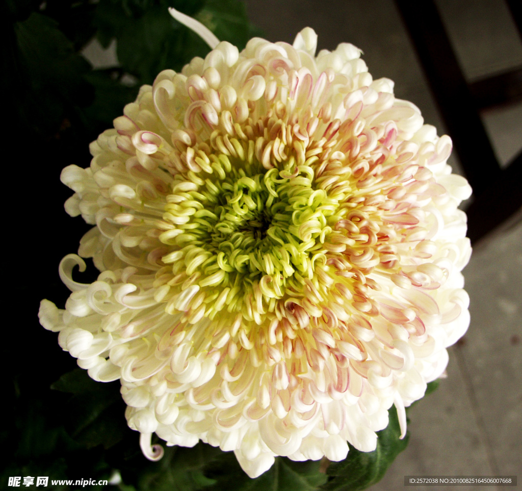 菊花