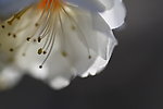 花卉特写