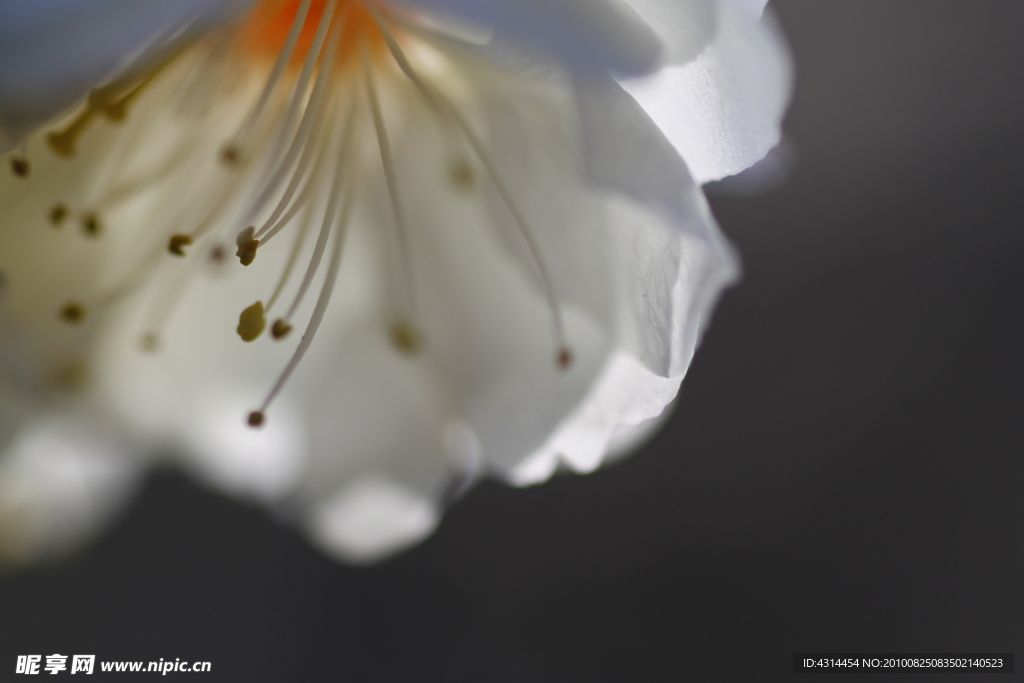 花卉特写