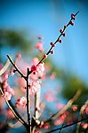 花卉特写
