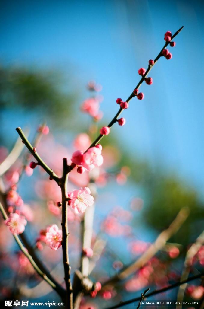 花卉特写