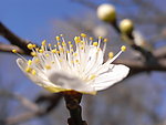 花卉特写