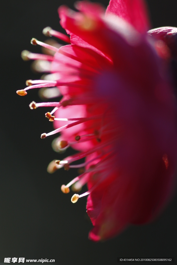 花卉特写