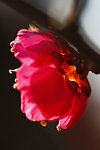 花卉特写