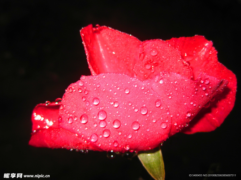 带雨滴的月季花