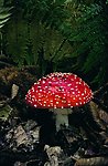 灵芝 蘑菇 花菇 四季风情