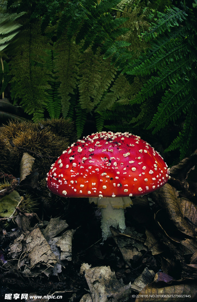 灵芝 蘑菇 花菇 四季风情