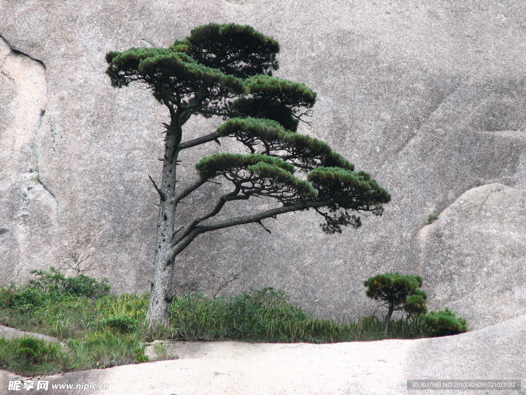黄山 松 迎客松 山 石