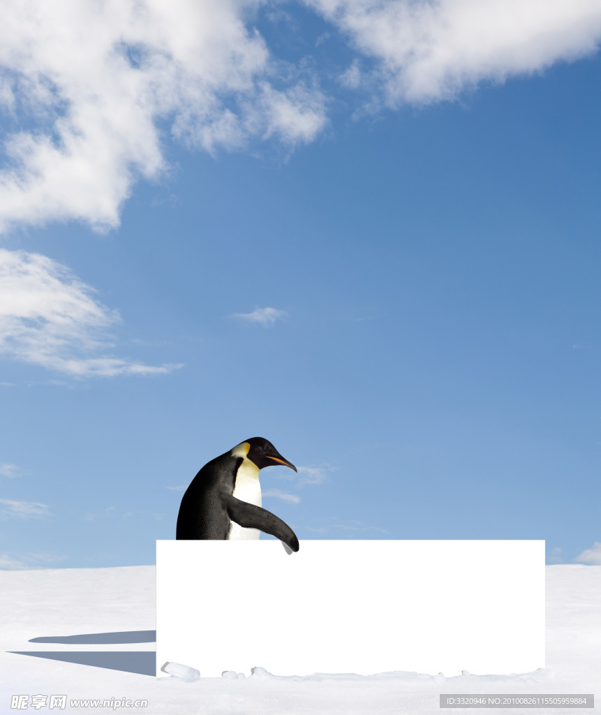 企鹅与空白展板
