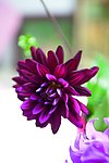花艺欣赏