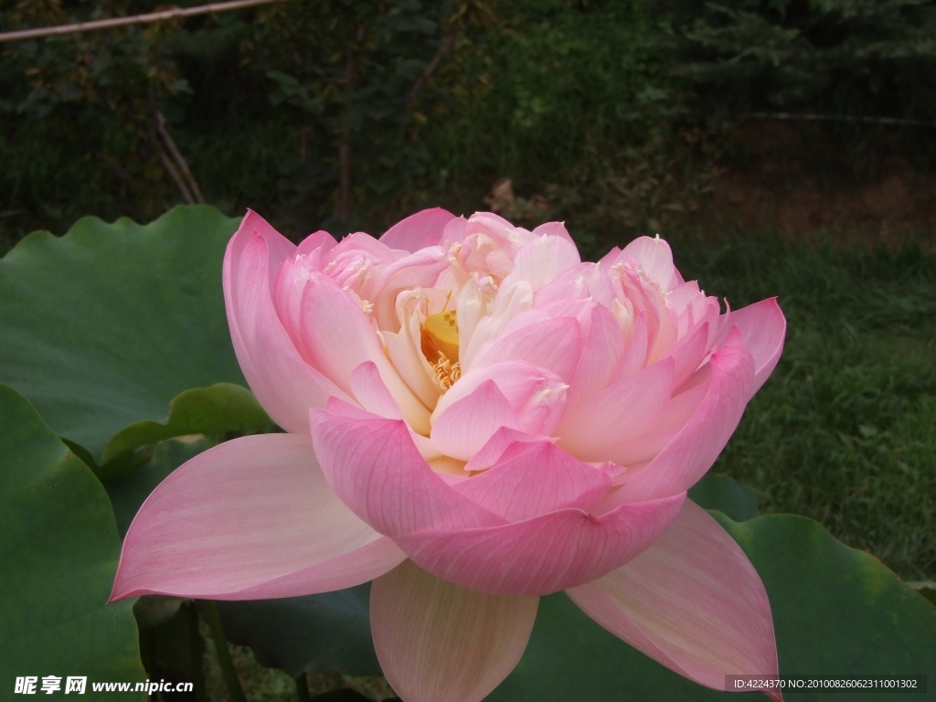 菏花